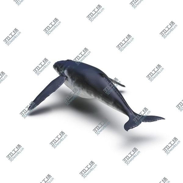 images/goods_img/20210312/Humpback Whale Rigged for Maya/2.jpg